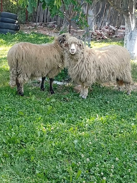 Oi tinere de vânzare