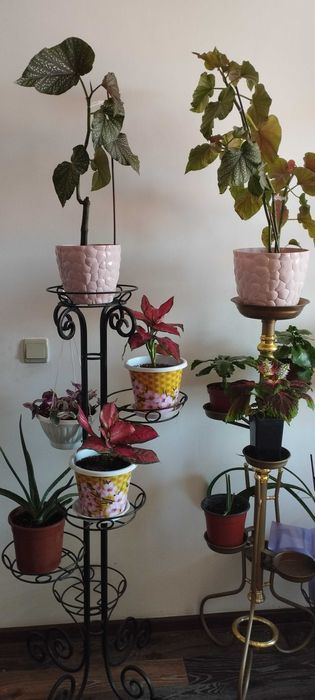 Комнатные цветы Шымкент