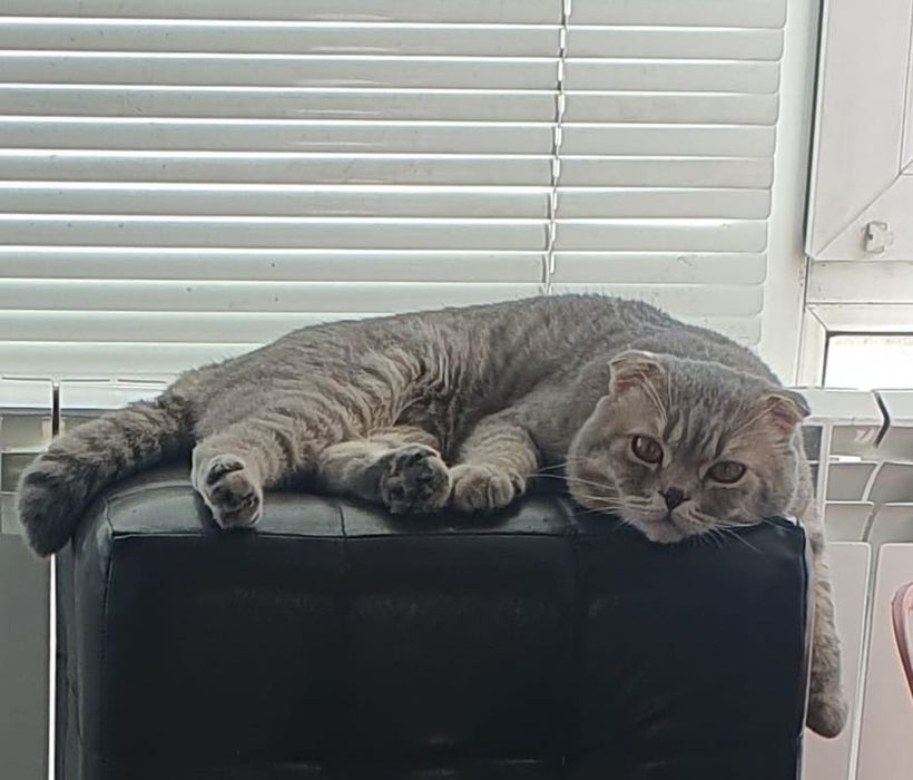 Котята шотландские