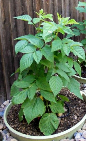 Продам саженцы сирени