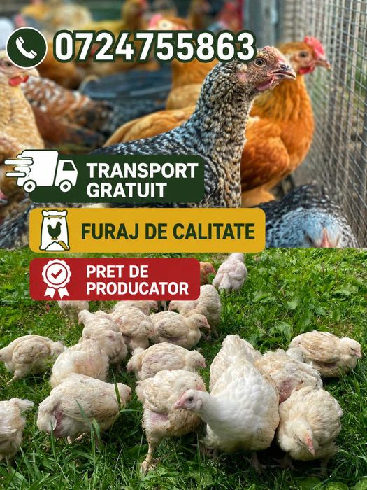 Pui rasa mixta / albi de carne Gorban !