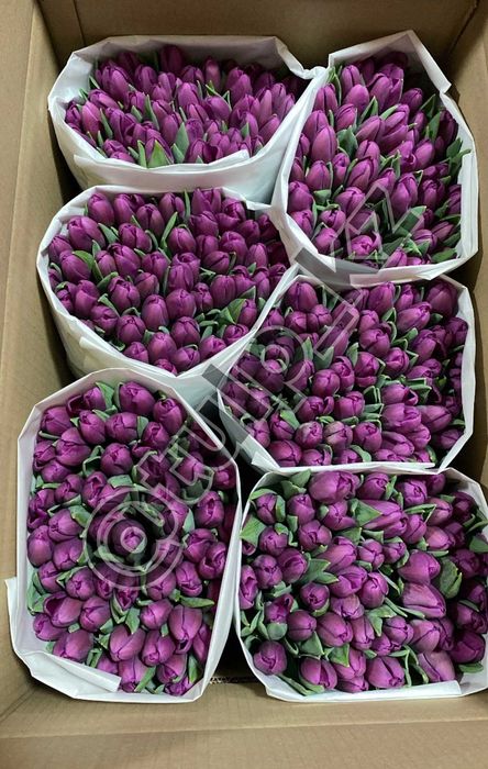 Тюльпаны оптом Костанай