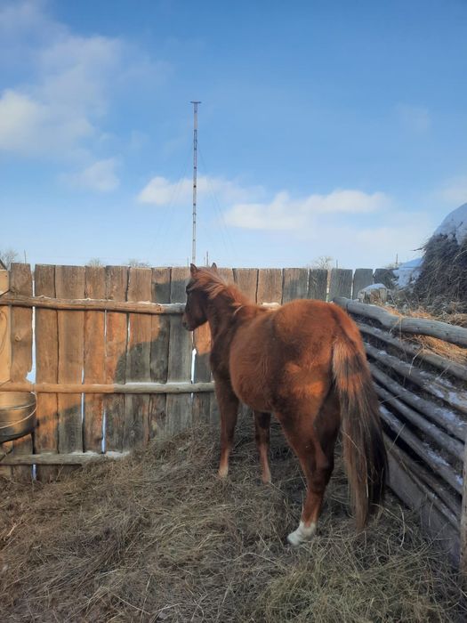 1.5 тай сатылады