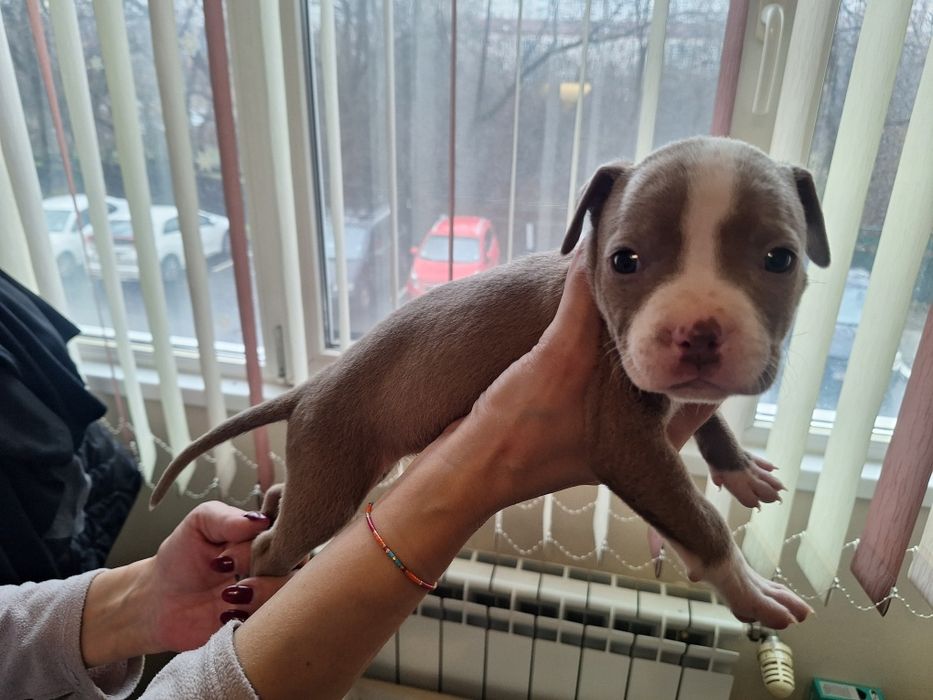 Американски Питбул териер