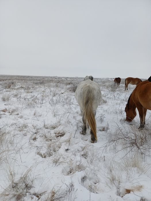 семіз ту бие сатылады