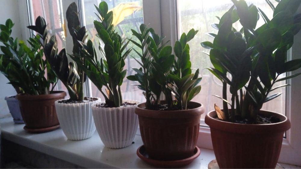 Замиокулькас (доллар ағашы)