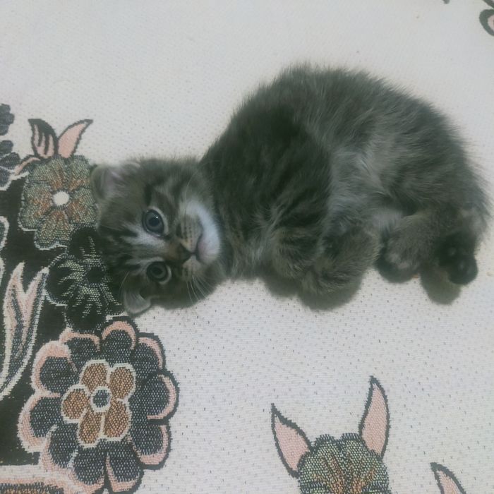 Котёнок-15000т.В хорошие руки,