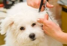 Frizerie canină / felină la domiciliu, tund catei si pisicute acasa Vet Grooming Veterinară