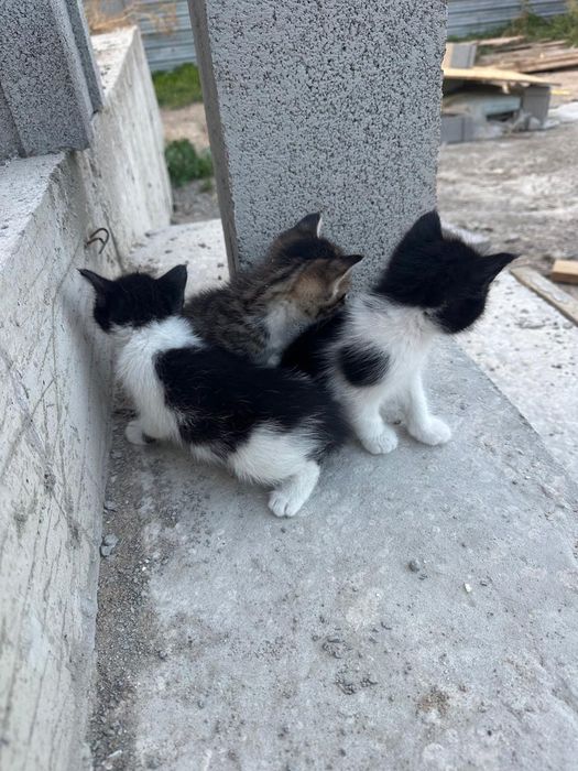 Отдам котят в хорошие руки.