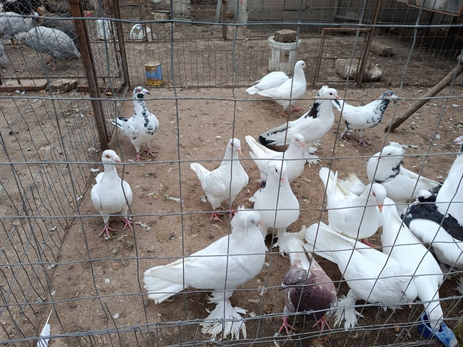 Porumbei uriaș maghiar