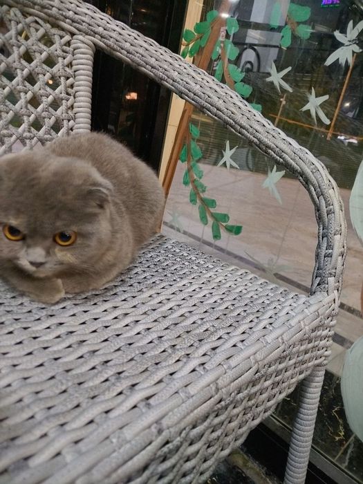 Dora Prostokvashinodan ona va amakining pornografik rasmlari