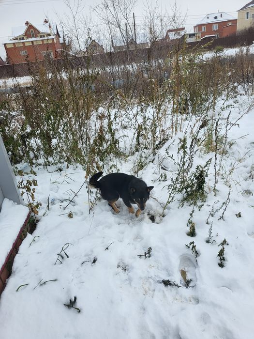 Срочно собака замерзает