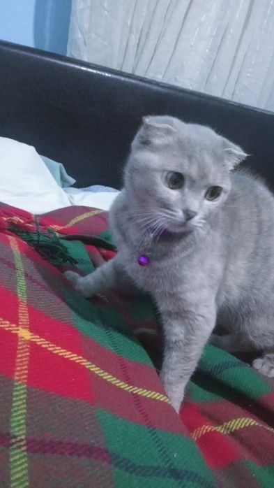 Веслаухая шотландец