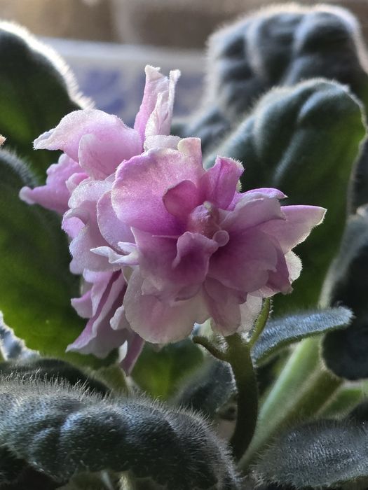 Фиалка. Комнатные растения. Цветы.