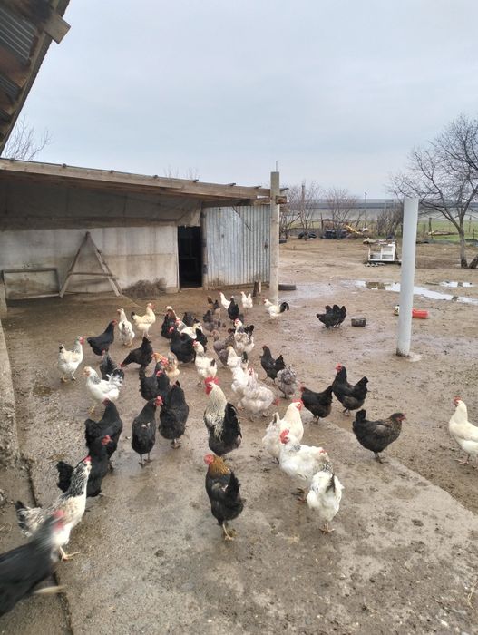 Инкубациялық жұмыртқа (яйца)