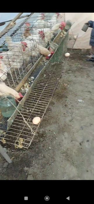 Garantiya tovuqlarga