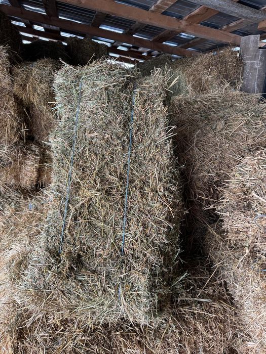 Vând baloti lucerna