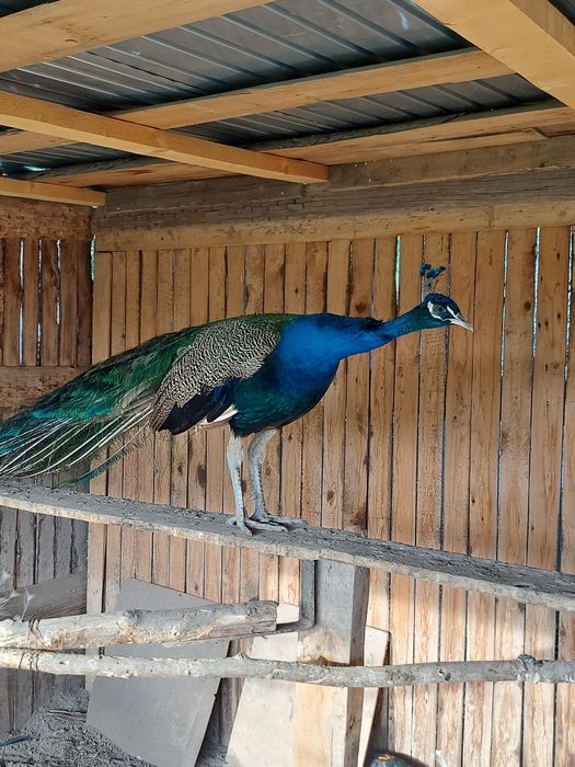 Vând Păuni Masculi