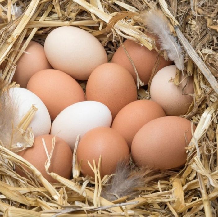 Дамашний тухум Damashniy tuxum