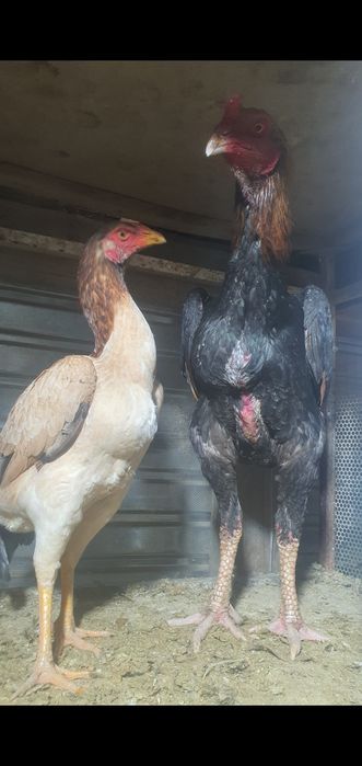 Таза канди кораз сатилади