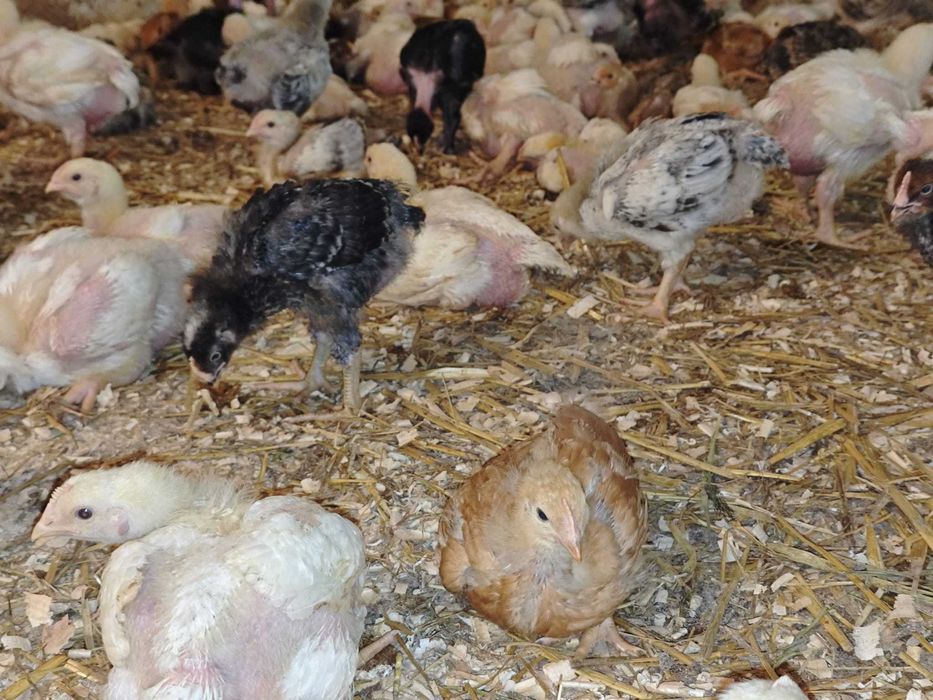 PUI DE CARNE ȘI RASA MIXTĂ DE VÂNZARE – gospodărie proprie