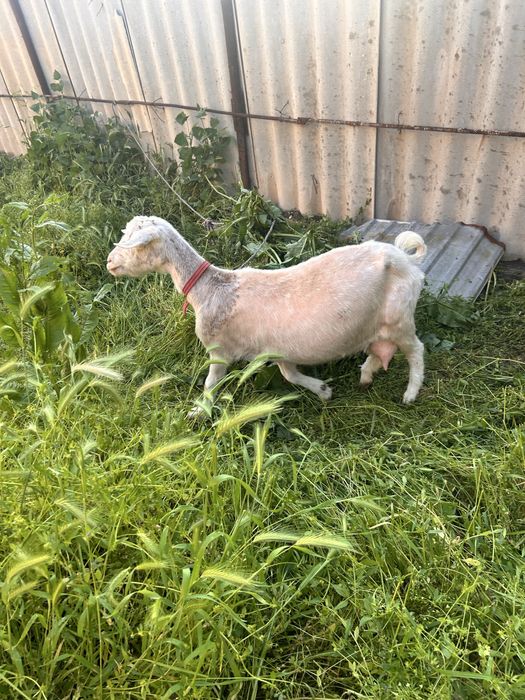 Продается  семейство  коз