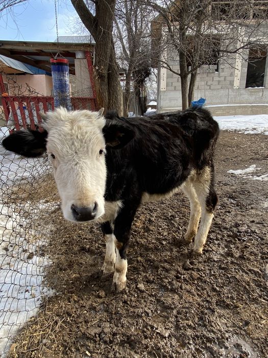 Теленок / бызау