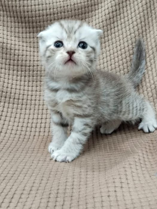 Продам шотландского мальчика