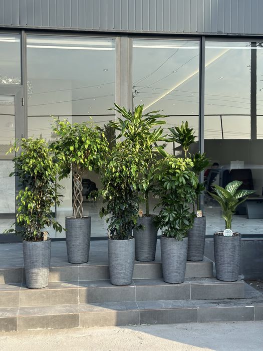 Гуллар 300.000 сўмдан бошланади — шошилинг