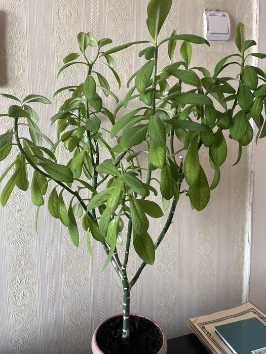 Продам цветок домашний.