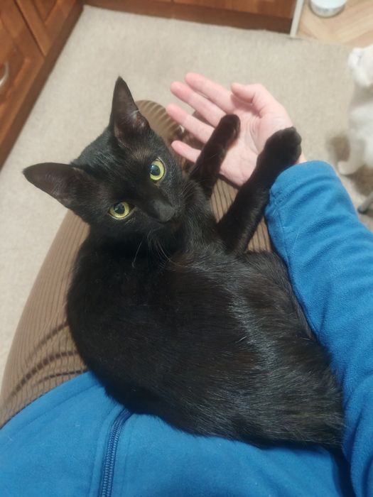 Молодой кот ищет дом!