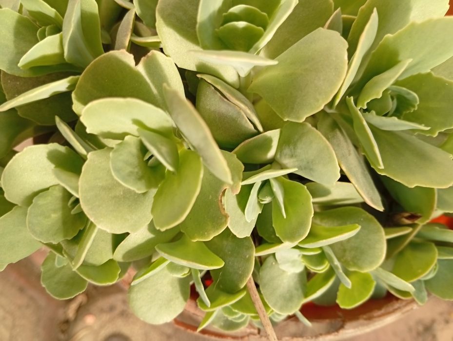 Planta norocel sau ghetusa