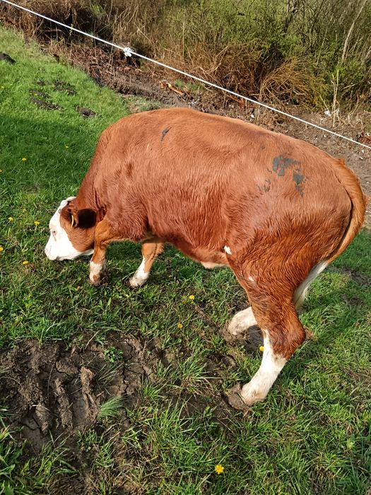 Vând junincă de 8luni