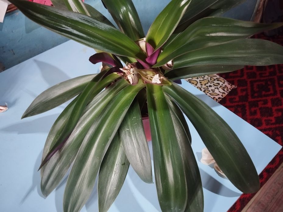 Комнатные растения - Рео