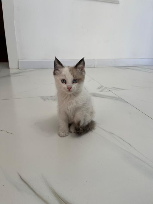 Отдам котенка в хорошие руки