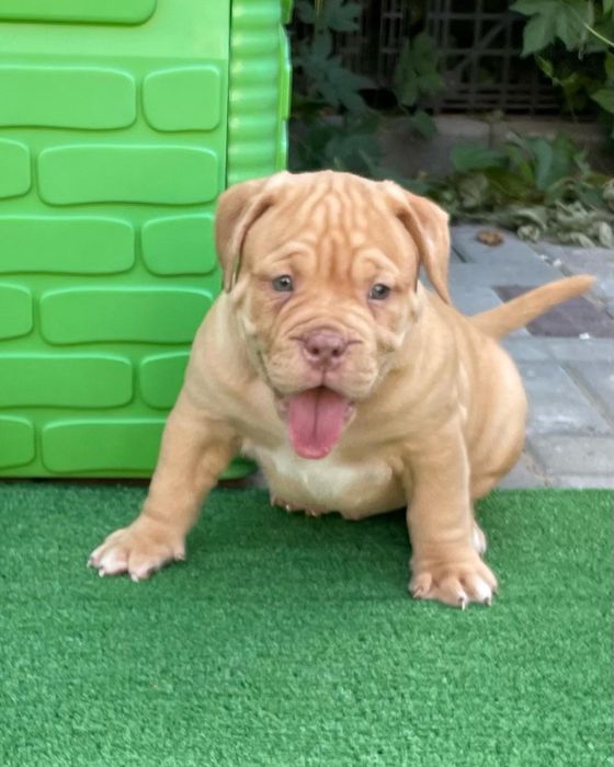 Американский булли