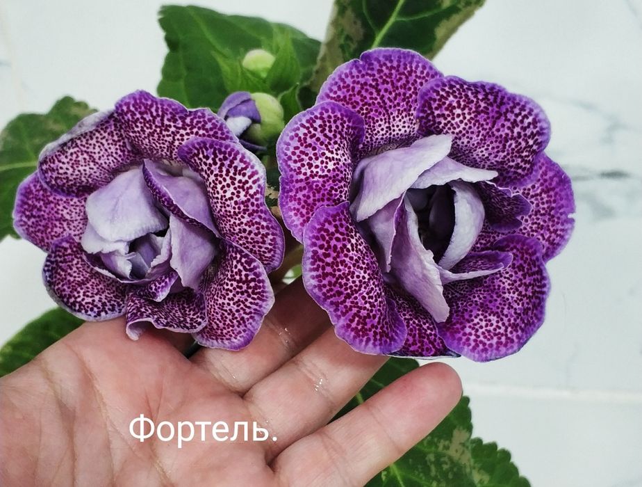 Цветущие глоксинии.