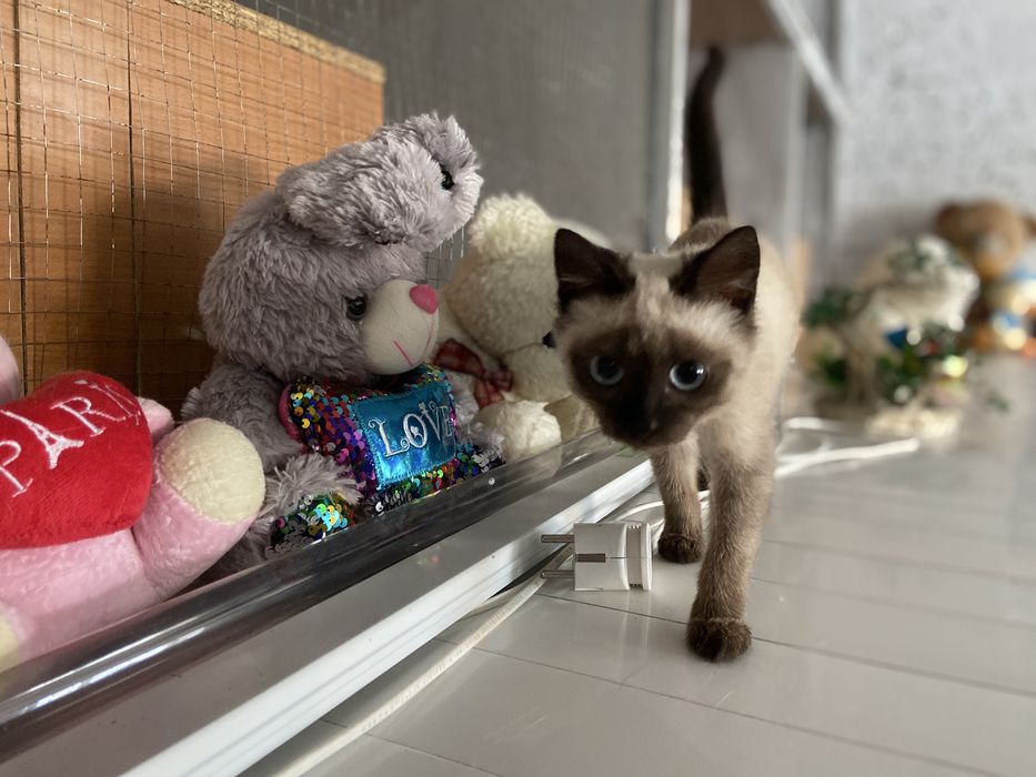 Отдам котенка в добрые руки