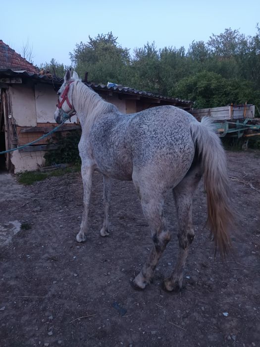Iapa de calarie .