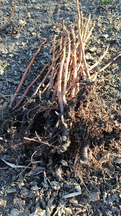 Butași zmeura remontanta soi Polka