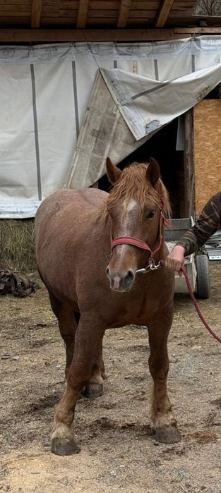 Cal/Armăsar -Mânz armăsar de vânzare