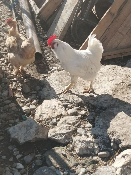 Ouă pentru incubat și consum