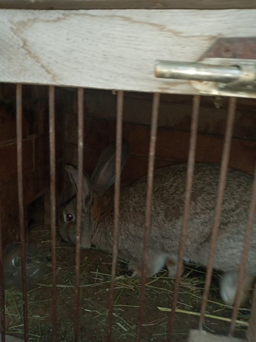 Продам кролика хороший