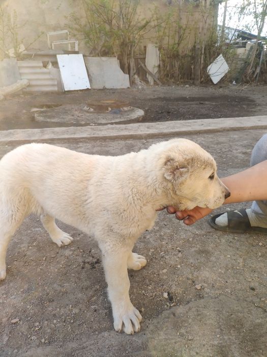 Щенок сао алабай хорошей крови
