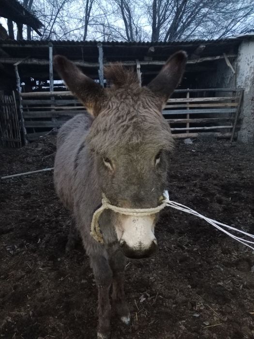 Ешек ұрғашы сатылады саудасы бар