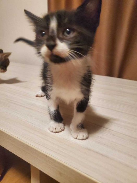 Две прекрасни котенца на 2 месеца търсят дом