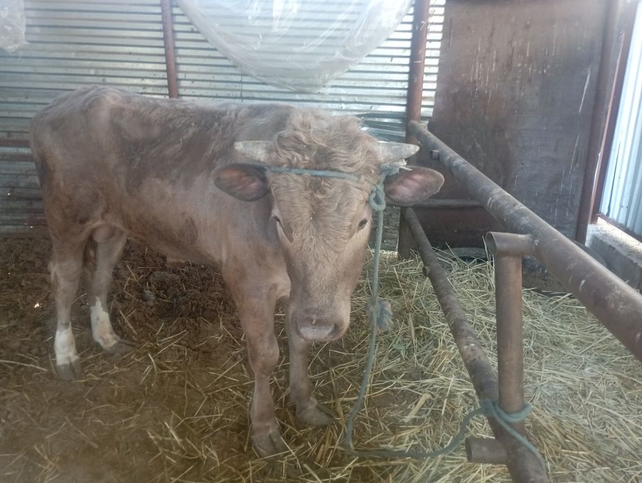 Продается бык племеной