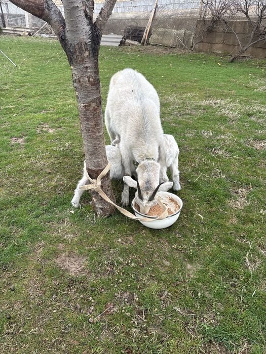 Ақ Ешкі 2 лақтарымен