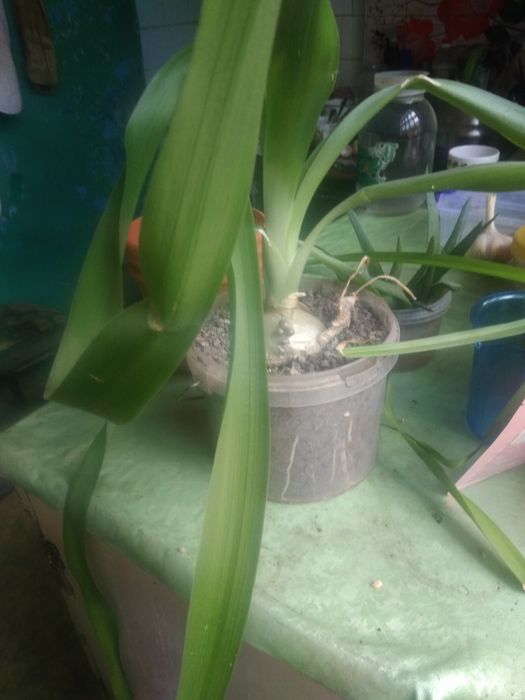 Индийский лук 4года.