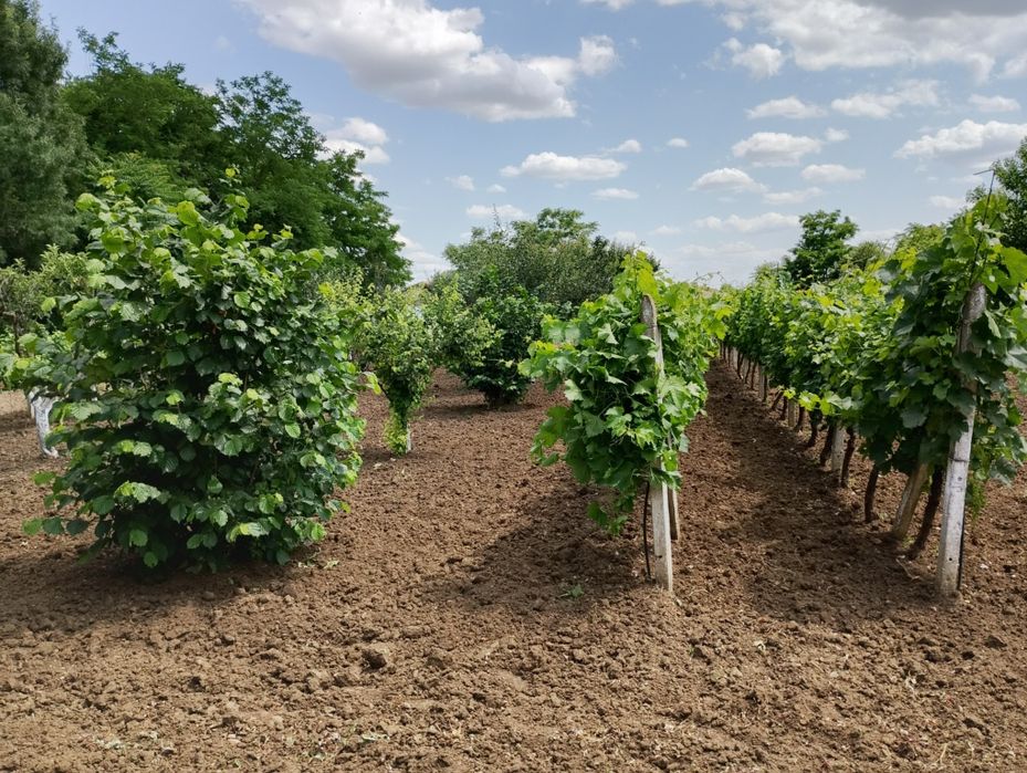 Продава се Етаж от къща в с. Даскал-Атанасово, Област Стара Загора - 62 кв.м за 247 €/кв.м - Снимка #7